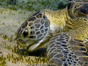 Green turtle munching - no strobe by Steve Laycock 
